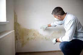 Best Black Mold Removal  in Friendship Heights Village, MD